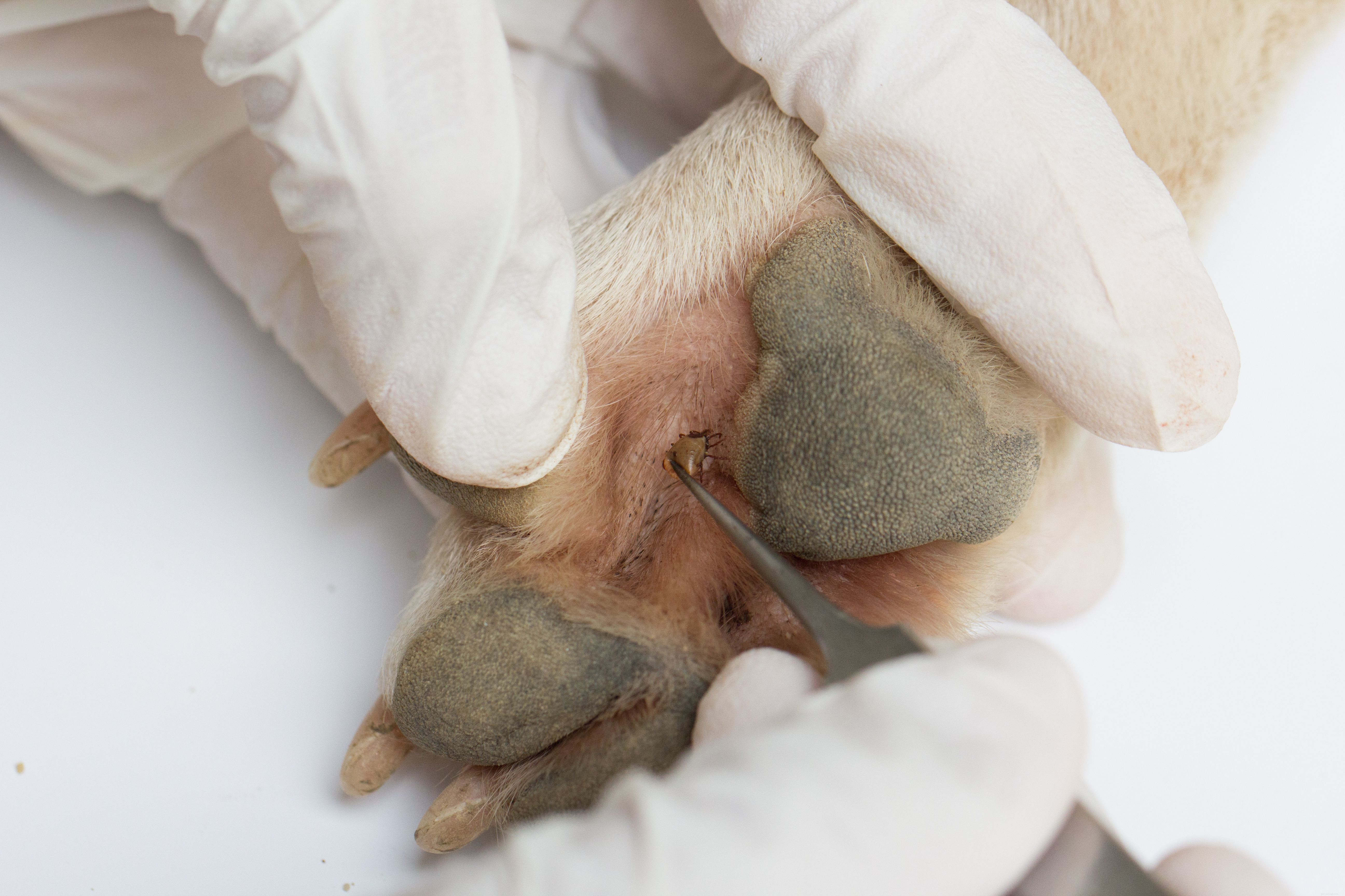 Effective Tick Removal and Prevention Strategies for Your Dog