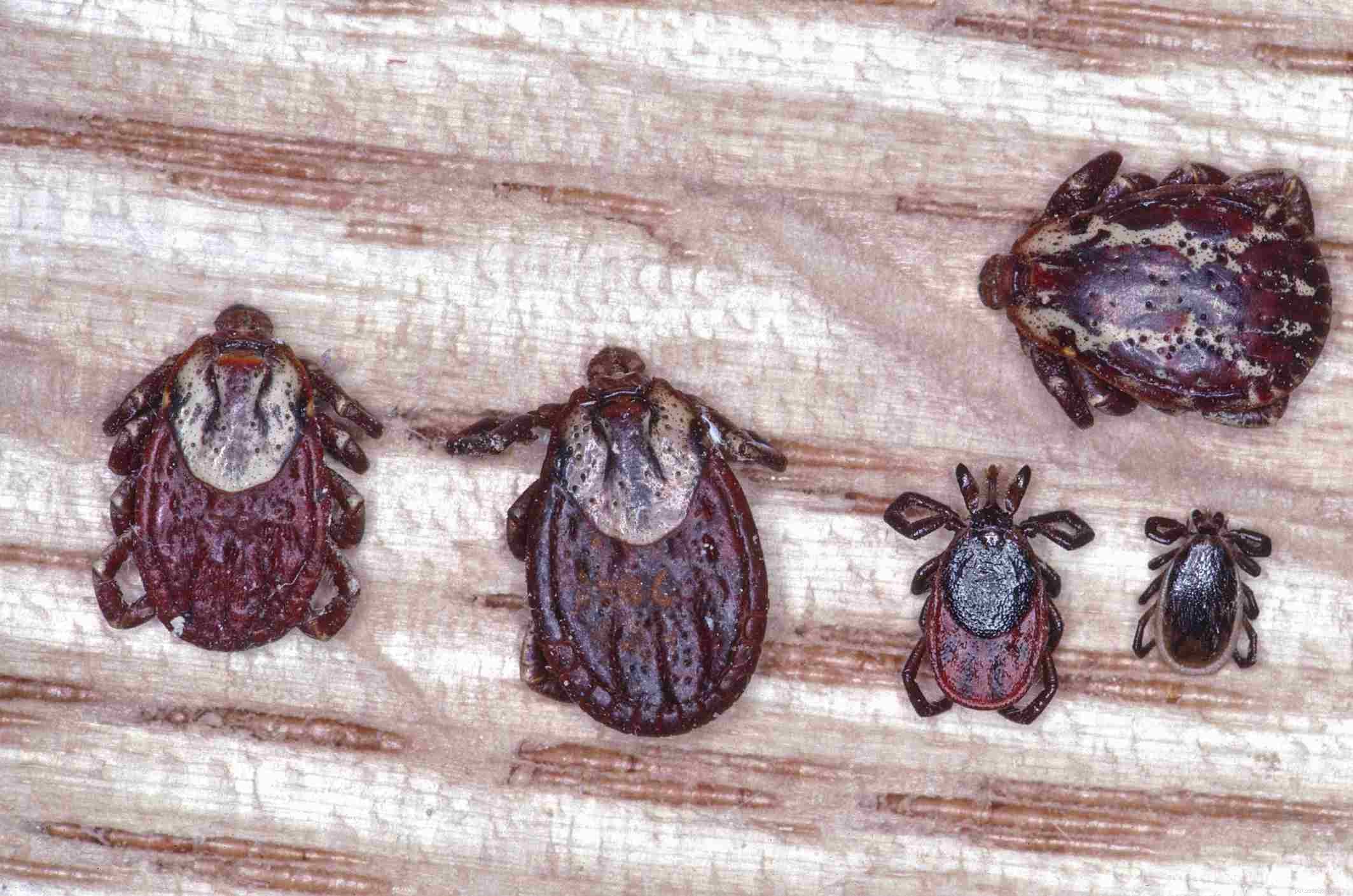 Effective Tick Removal and Prevention Strategies for Your Dog