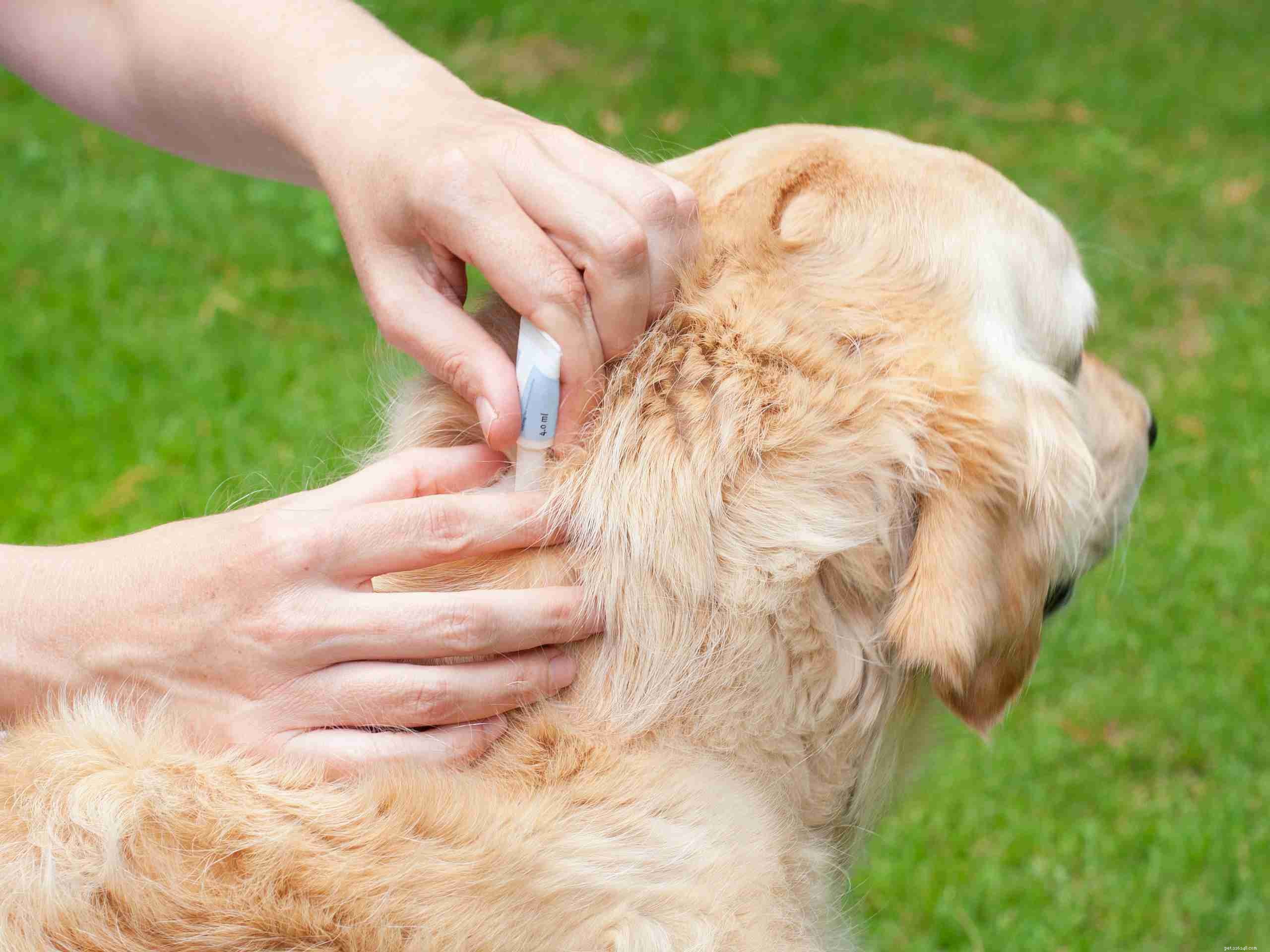 Effective Tick Removal and Prevention Strategies for Your Dog