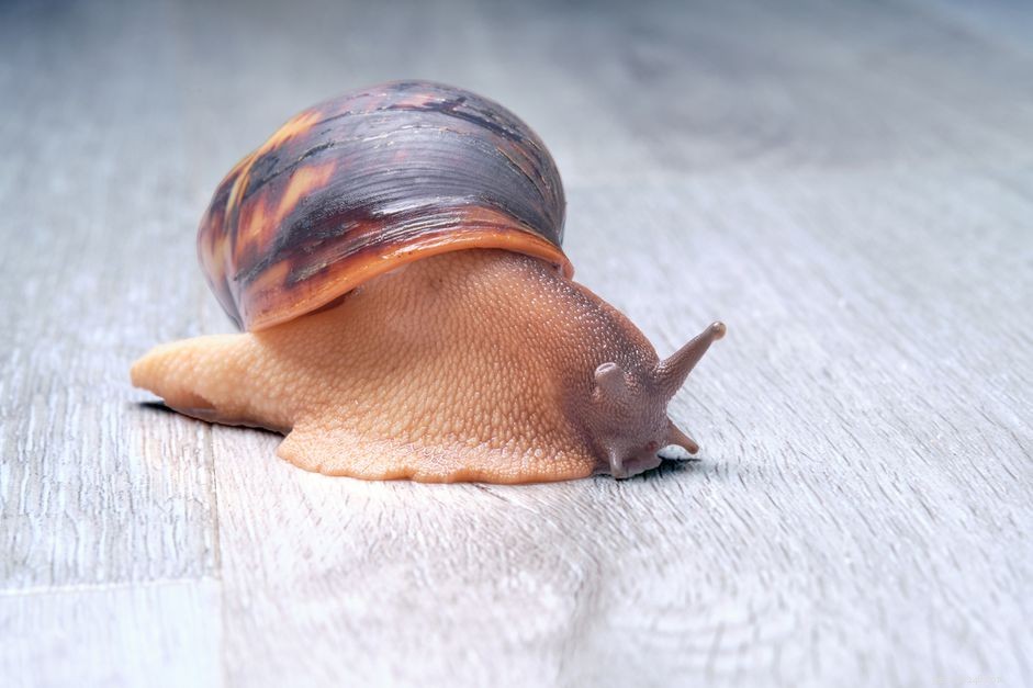 How Long Do Snails Sleep? Insights into Their Rest Patterns