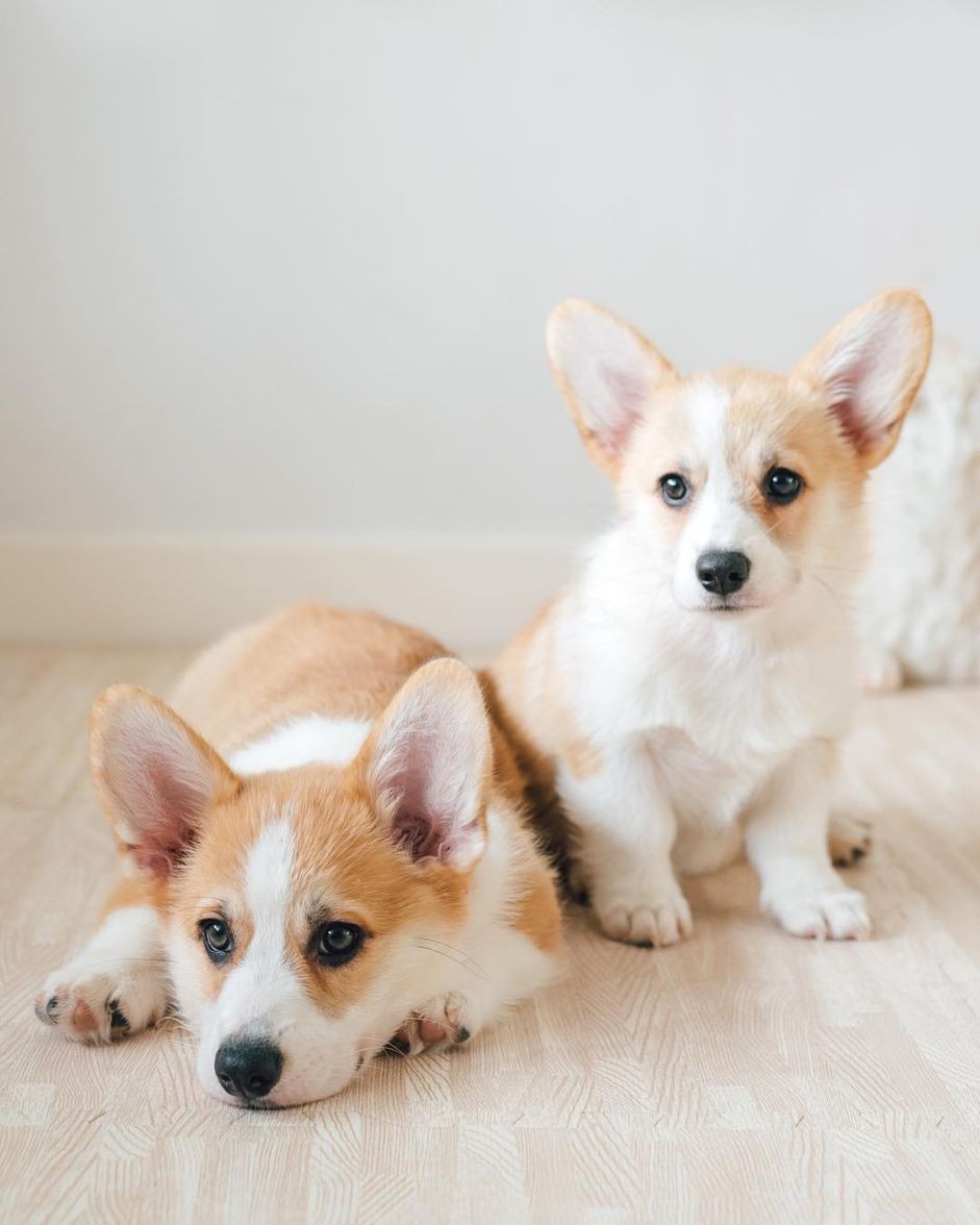 Discover the Delightful World of Corgi Puppies: Facts & Adorable Photos