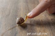 How Long Do Snails Sleep? Insights into Their Rest Patterns