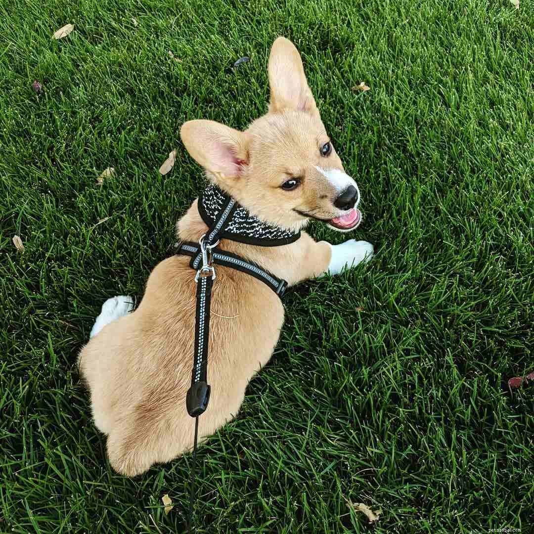 Discover the Delightful World of Corgi Puppies: Facts & Adorable Photos
