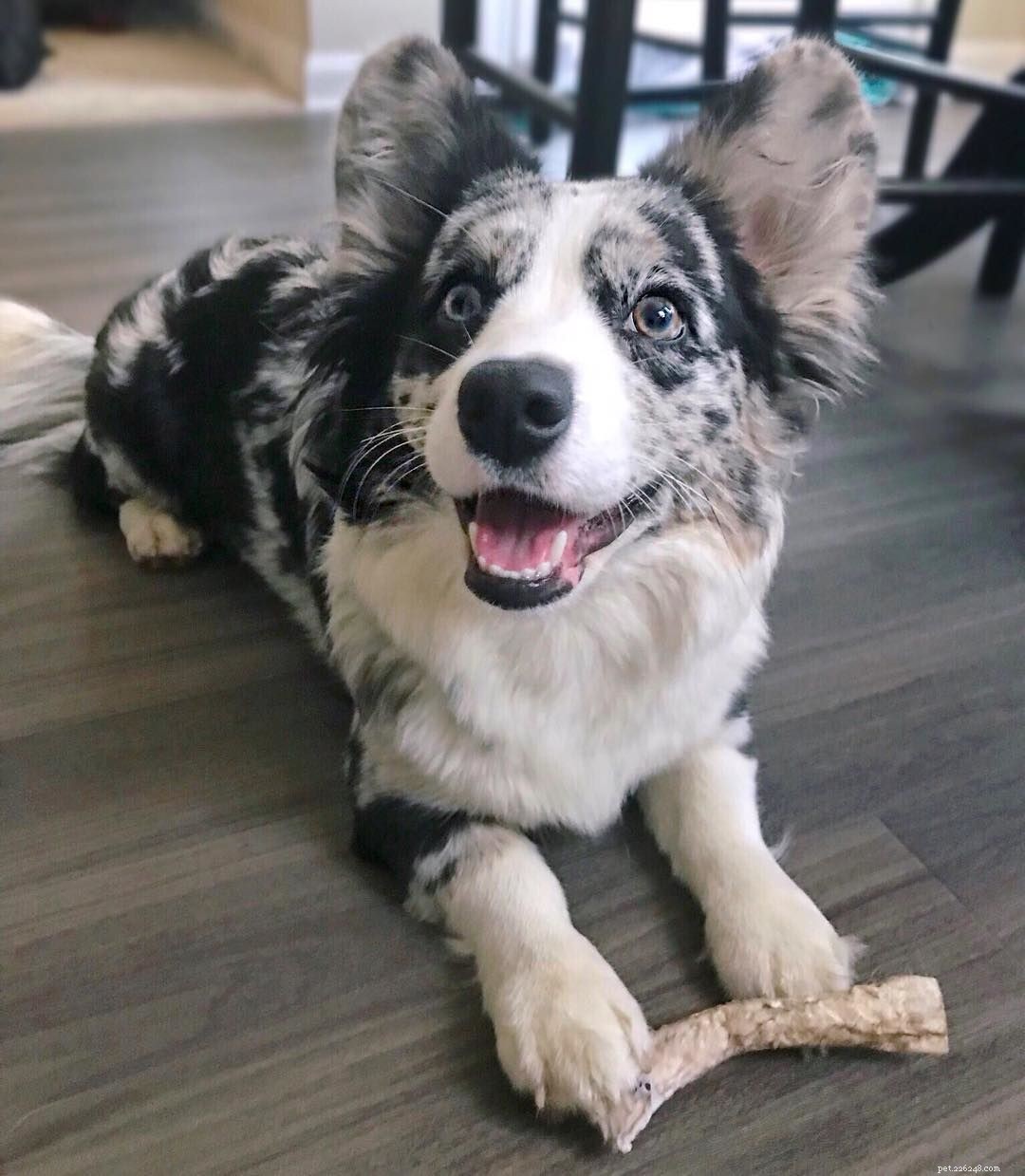 Discover the Delightful World of Corgi Puppies: Facts & Adorable Photos