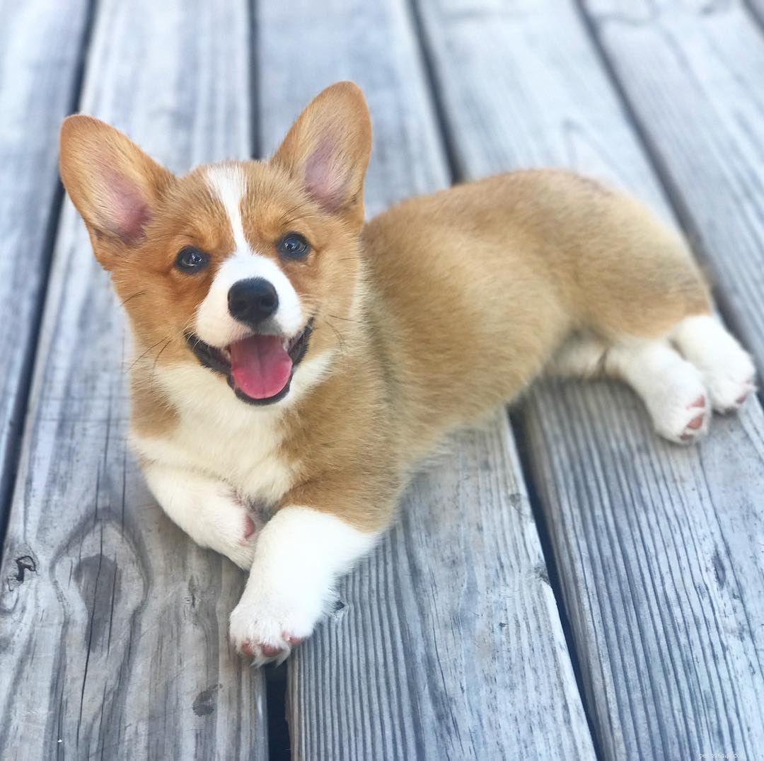 Discover the Delightful World of Corgi Puppies: Facts & Adorable Photos