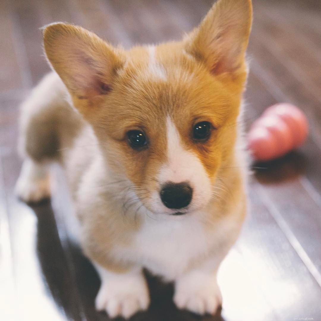 Discover the Delightful World of Corgi Puppies: Facts & Adorable Photos