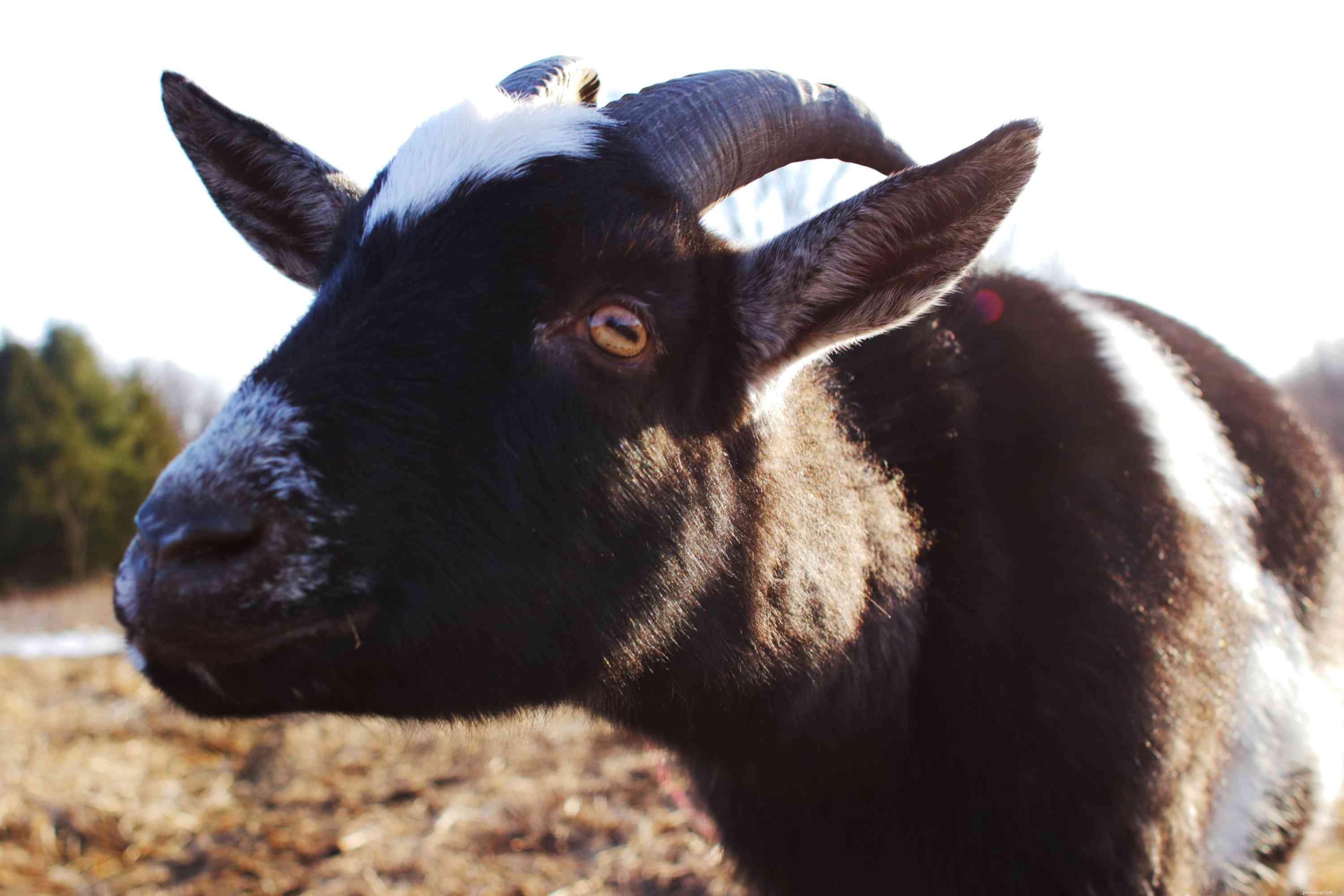 Goat Species Profile: Behavior, Care, and Health