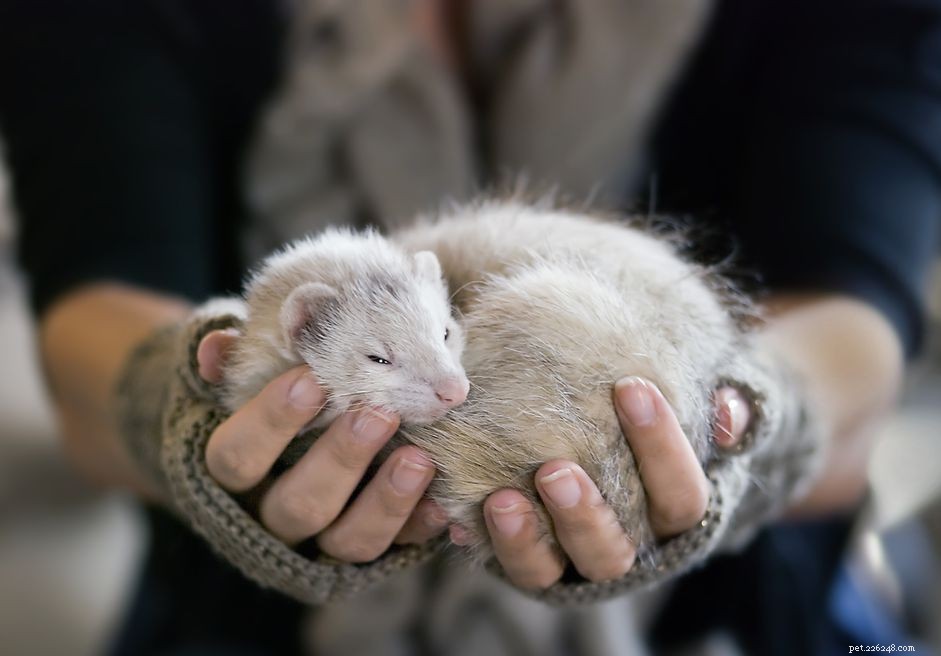 Understanding Insulinomas in Ferrets: Causes, Symptoms, and Treatment Options