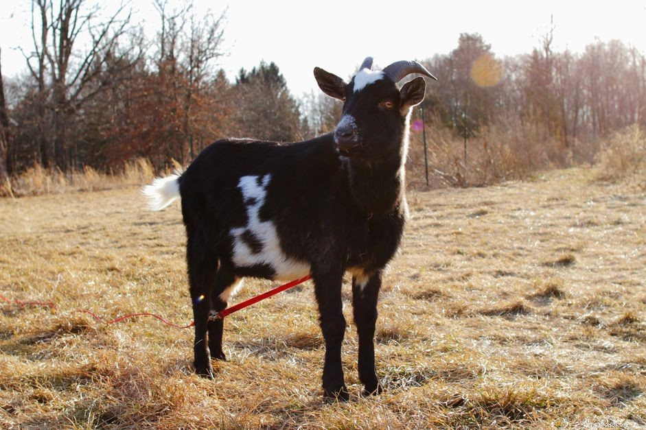 Goat Species Profile: Behavior, Care, and Health
