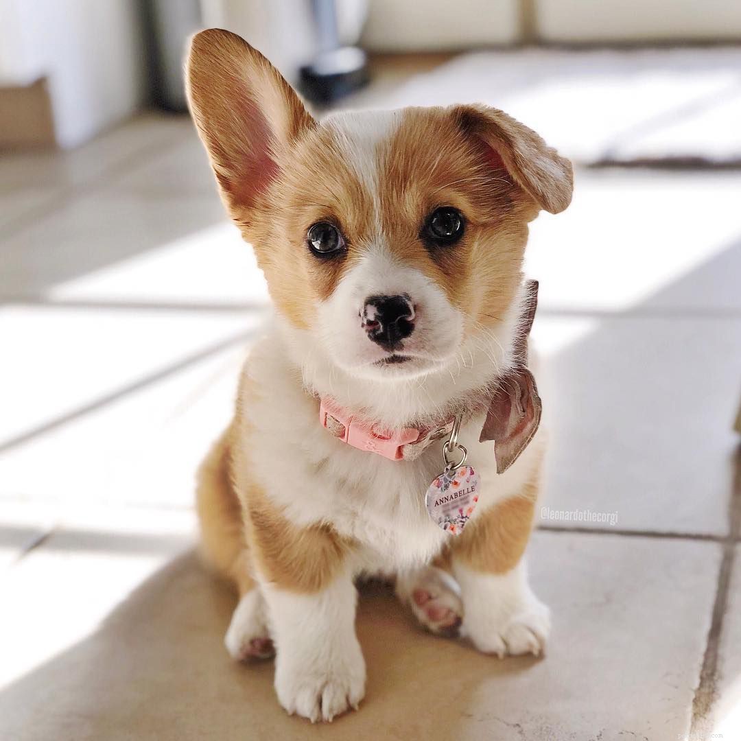 Discover the Delightful World of Corgi Puppies: Facts & Adorable Photos
