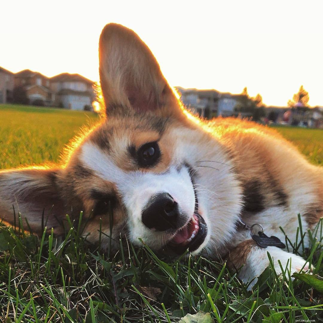 Discover the Delightful World of Corgi Puppies: Facts & Adorable Photos