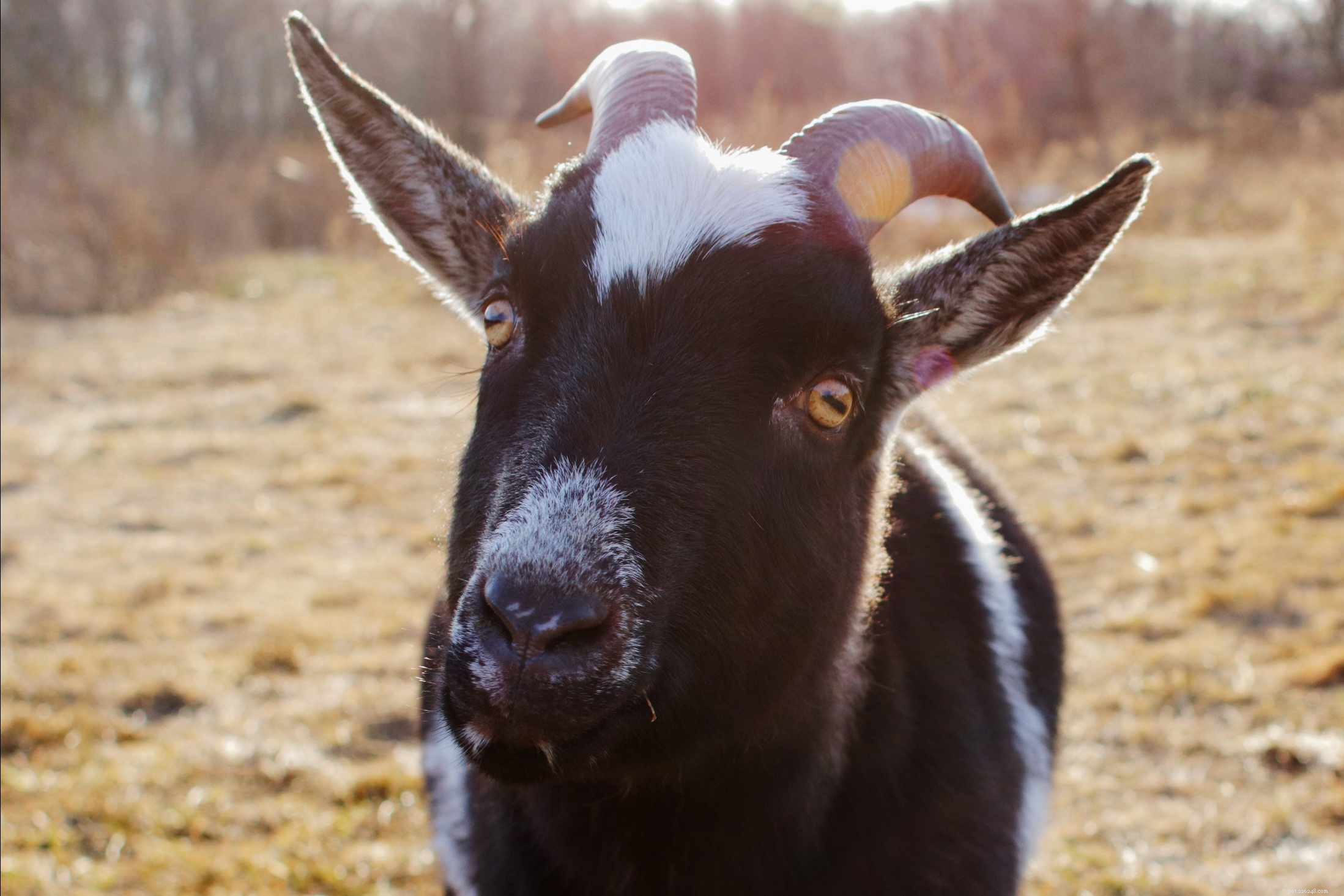 Goat Species Profile: Behavior, Care, and Health