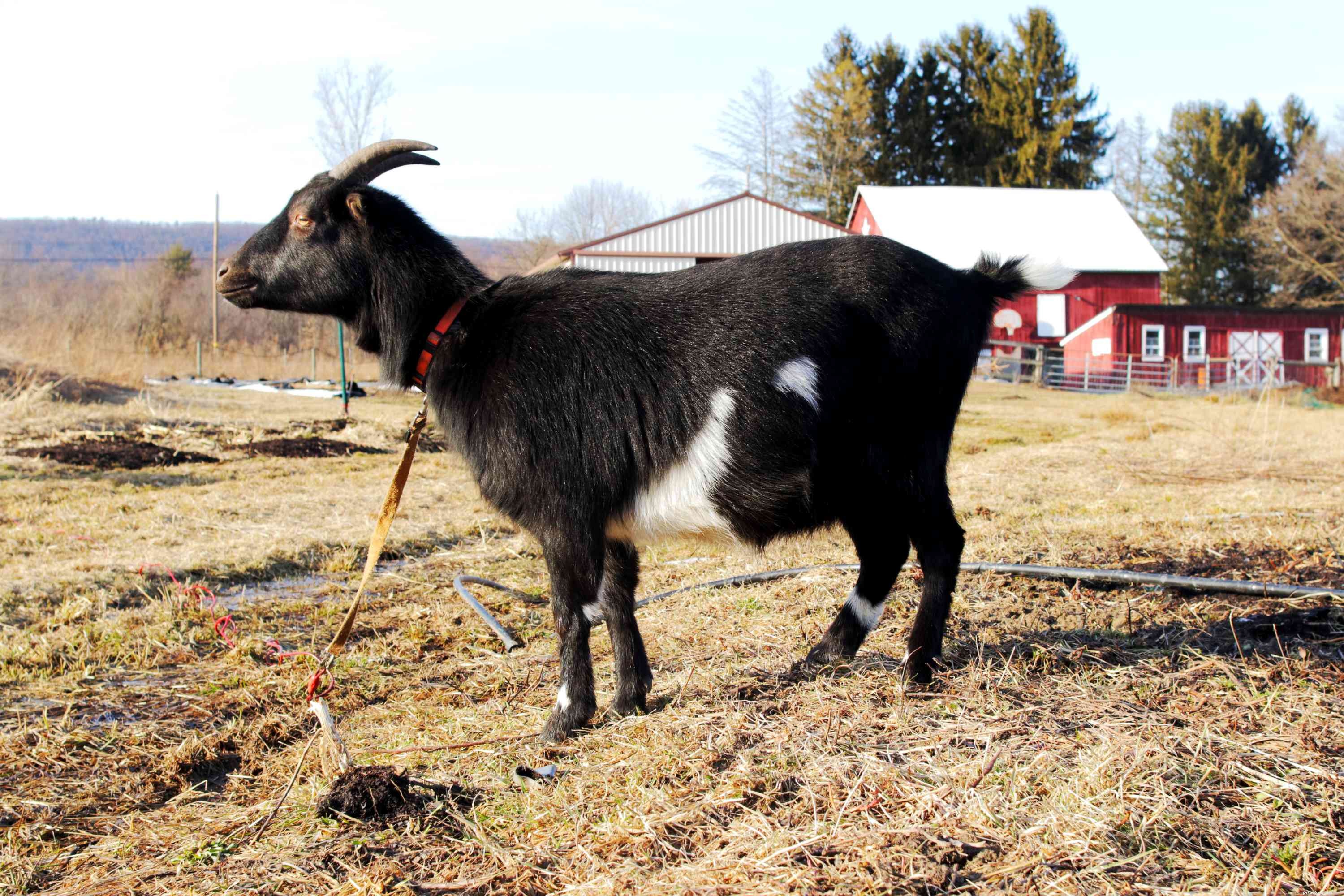 Goat Species Profile: Behavior, Care, and Health