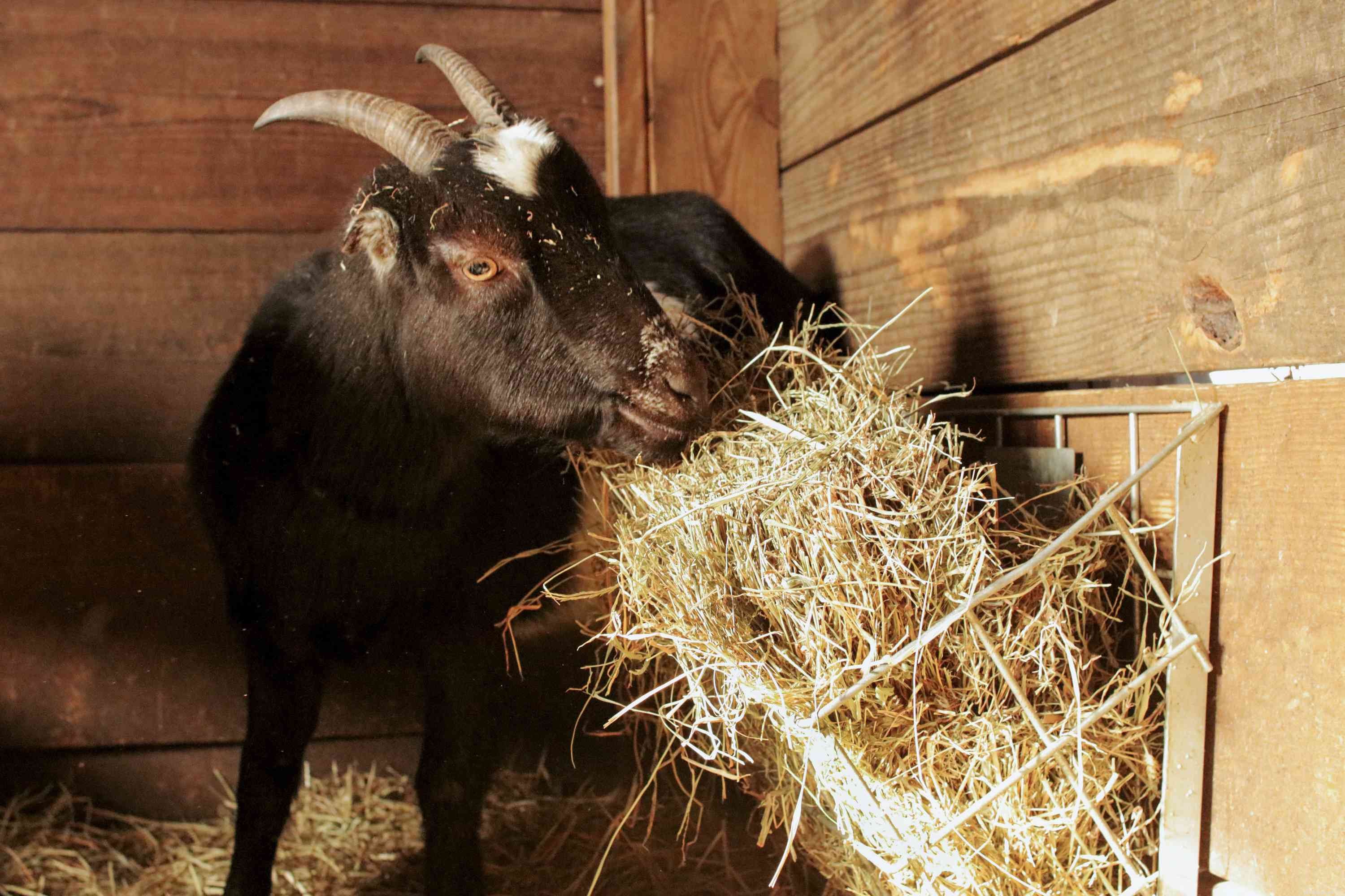 Goat Species Profile: Behavior, Care, and Health