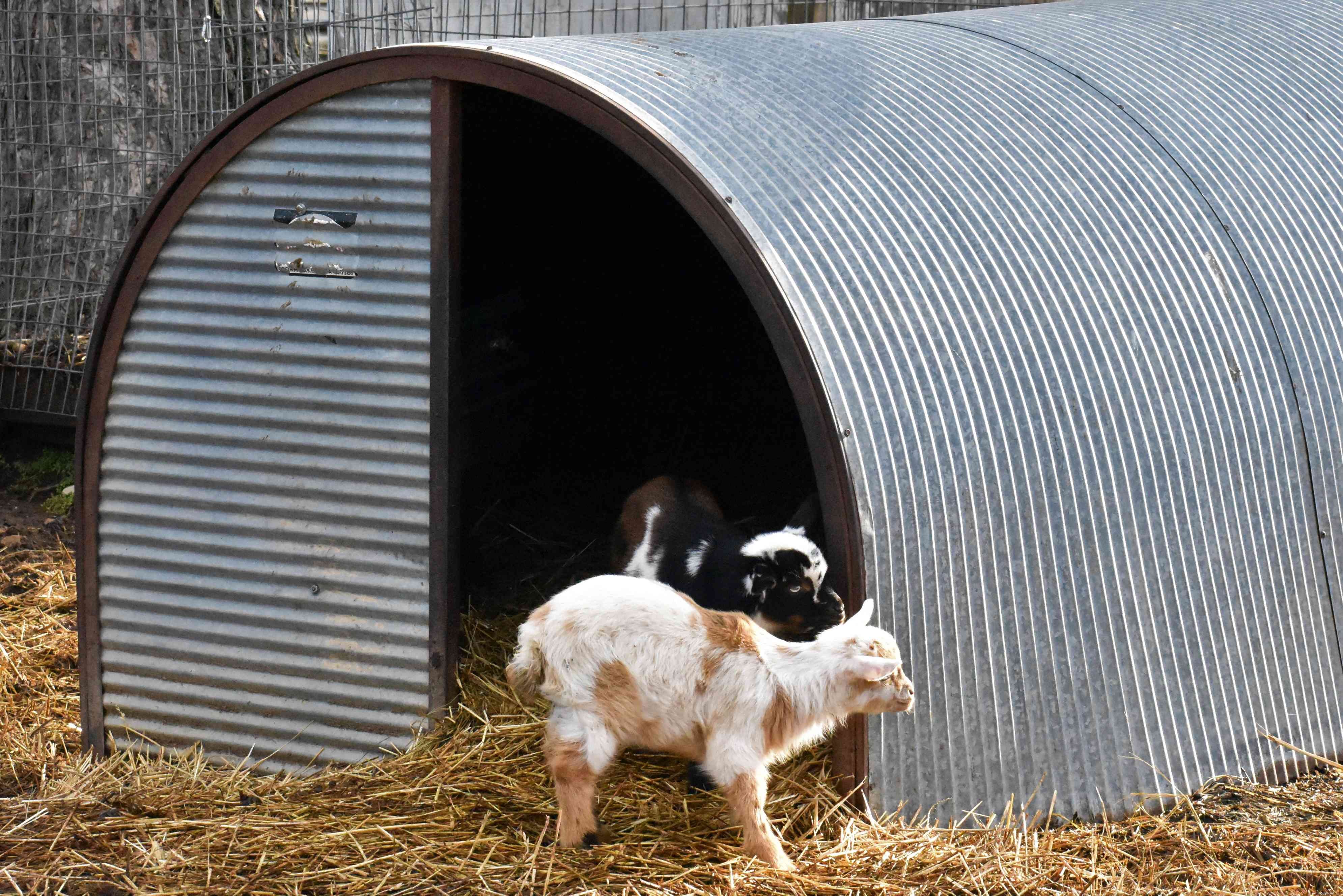 Goat Species Profile: Behavior, Care, and Health