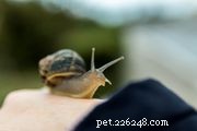 Essential Guide to Choosing the Right Pet Snail