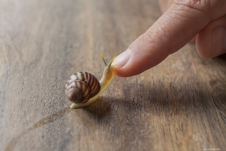 Essential Guide to Choosing the Right Pet Snail