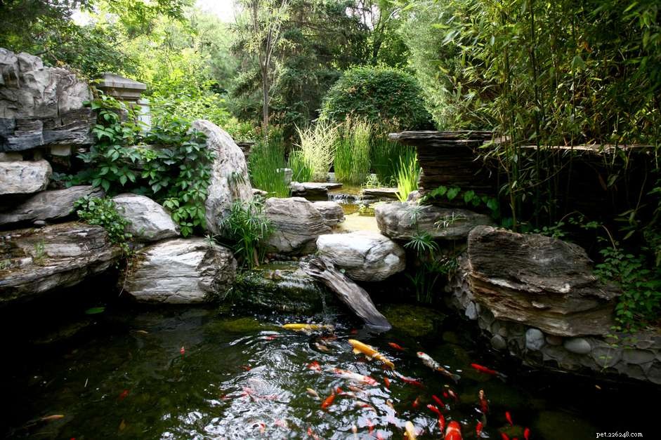 Guide to Safely Housing Aquarium Fish in Outdoor Fountains & Ponds