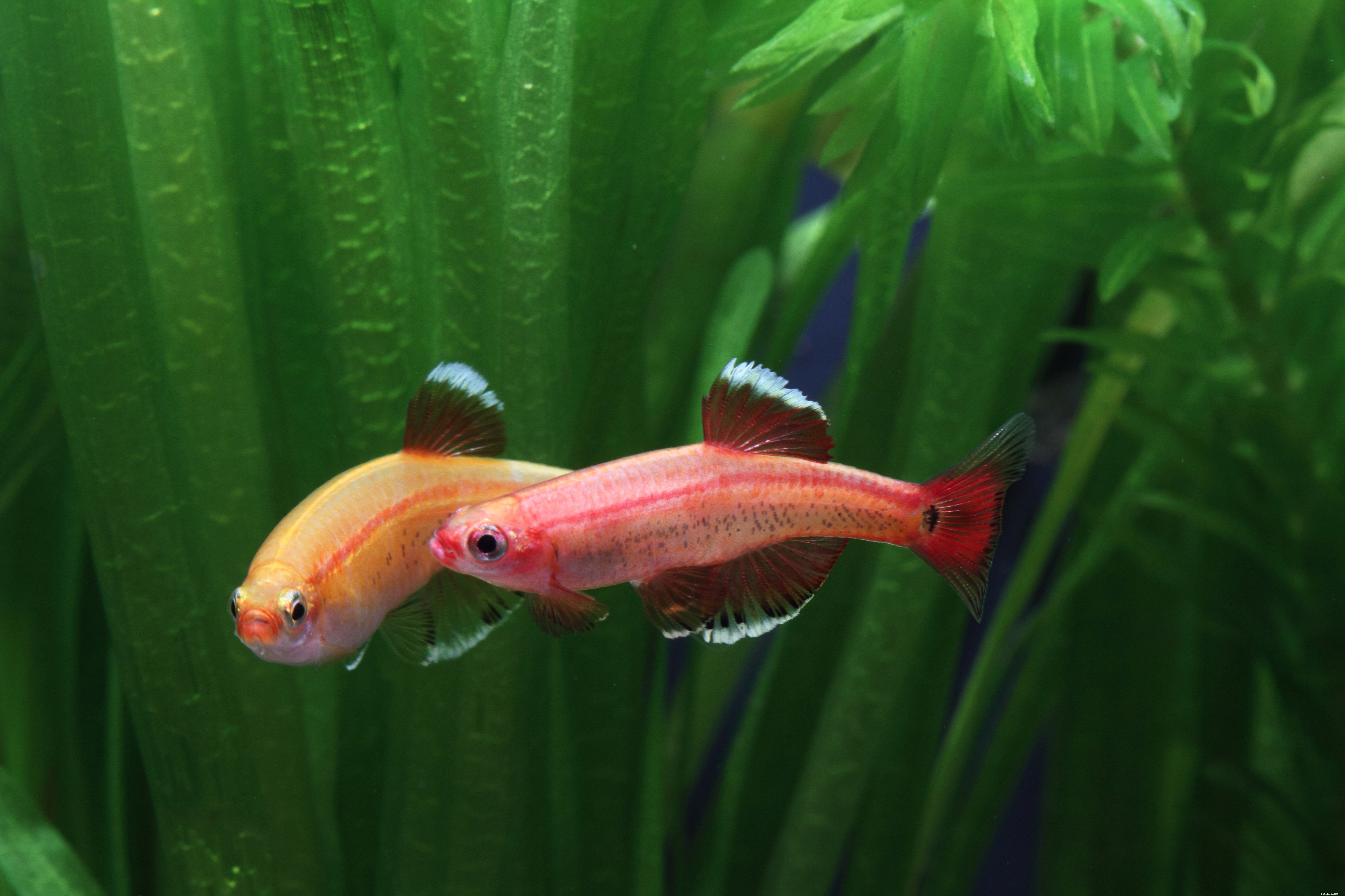 Guide to Safely Housing Aquarium Fish in Outdoor Fountains & Ponds