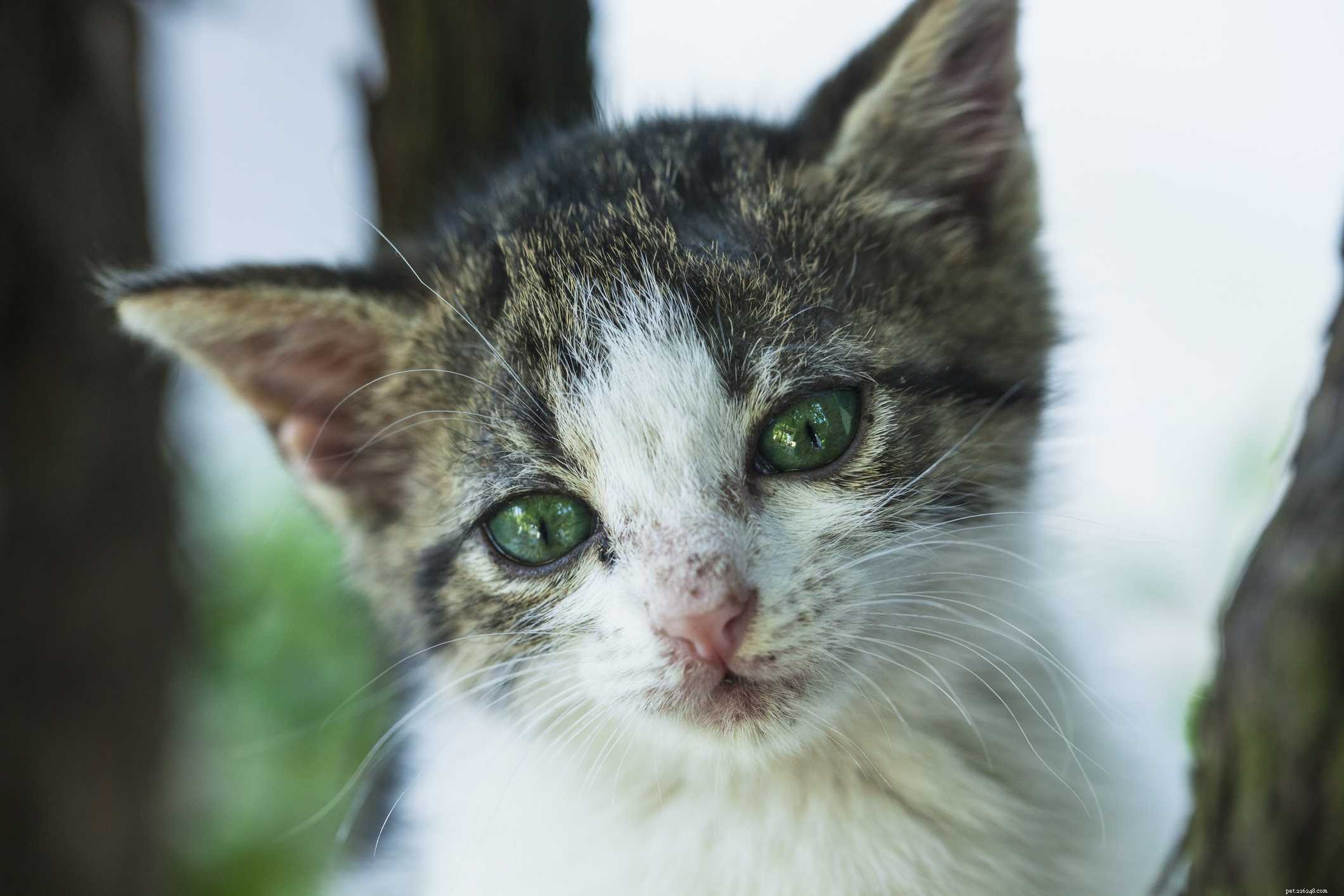 Protecting Your Cat: Understanding and Preventing Common Infectious Diseases