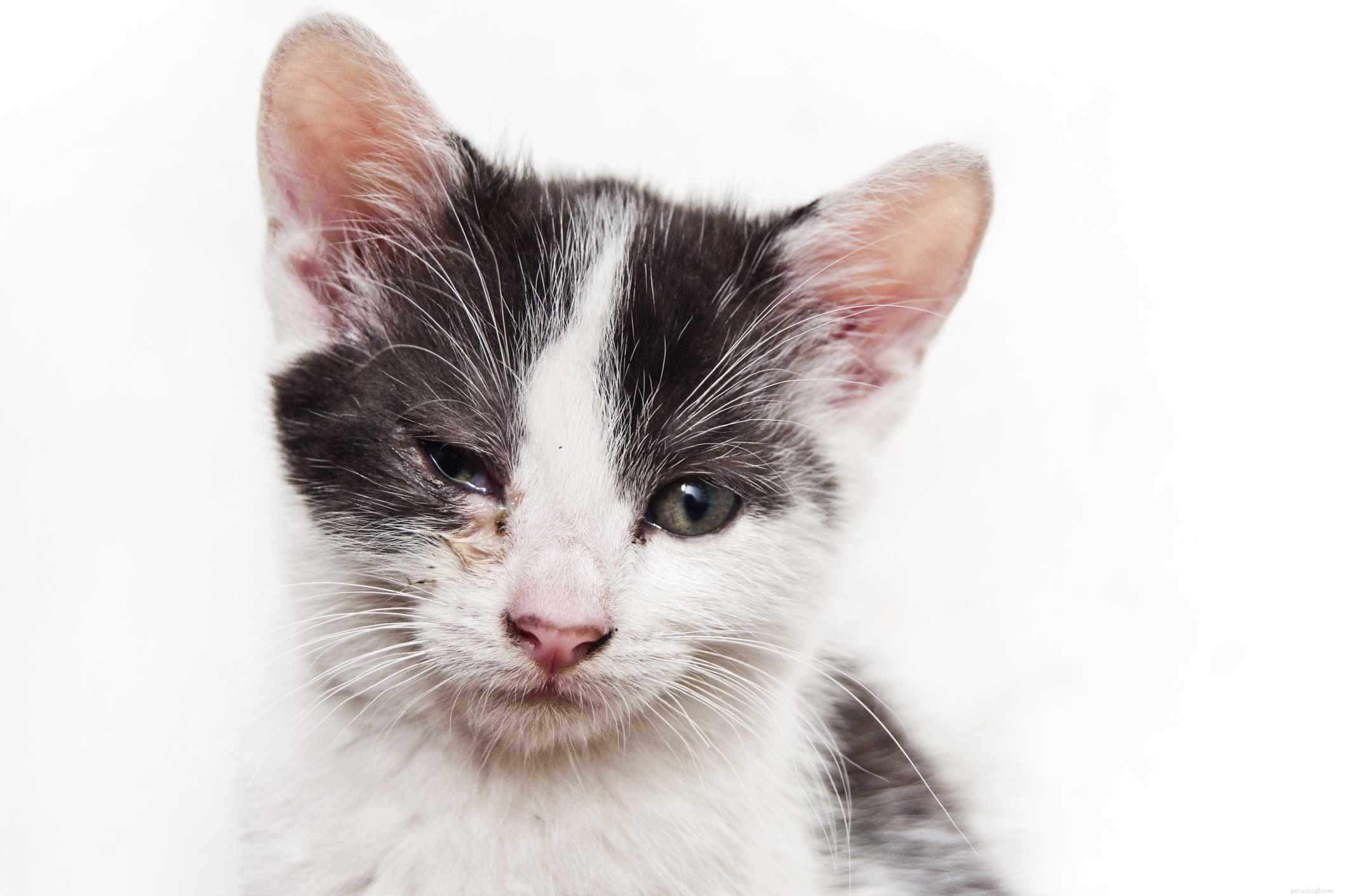 Protecting Your Cat: Understanding and Preventing Common Infectious Diseases