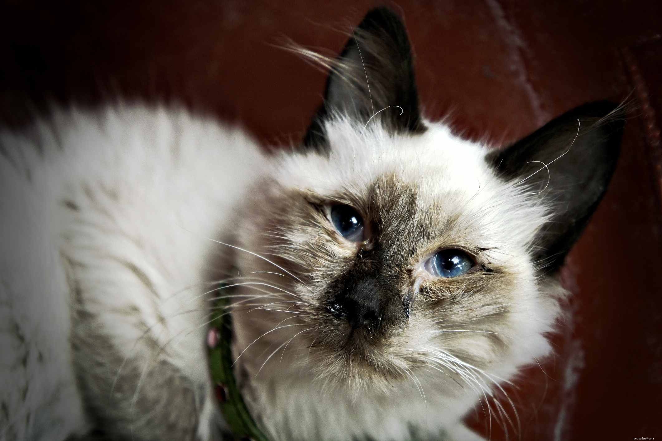 Protecting Your Cat: Understanding and Preventing Common Infectious Diseases
