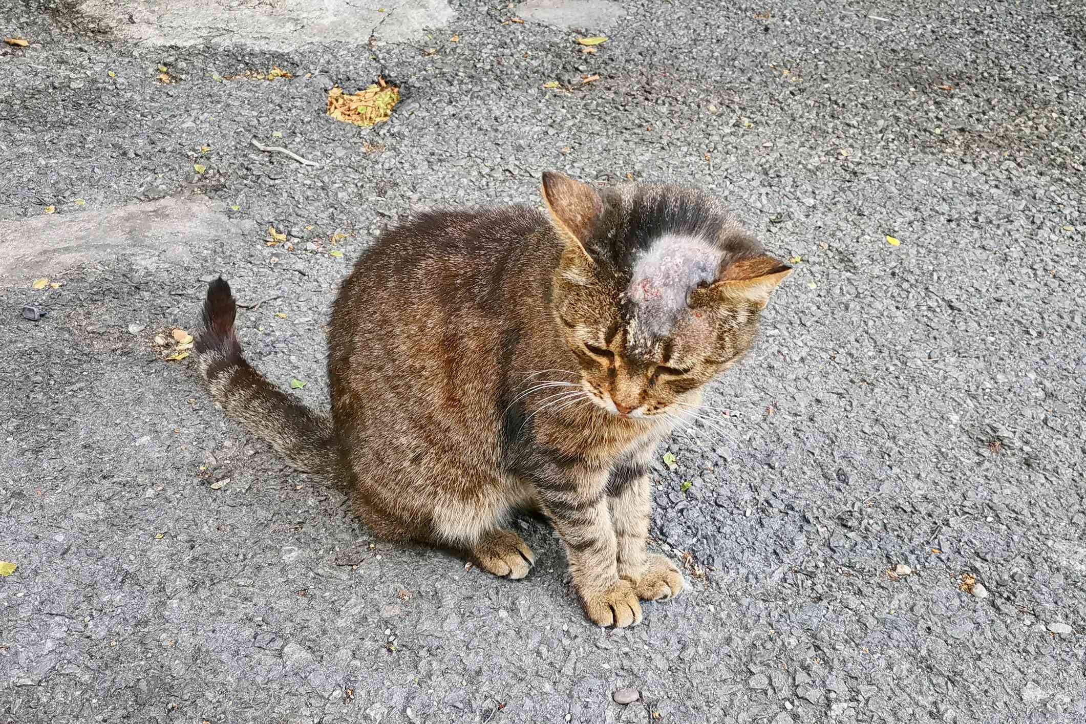 Protecting Your Cat: Understanding and Preventing Common Infectious Diseases