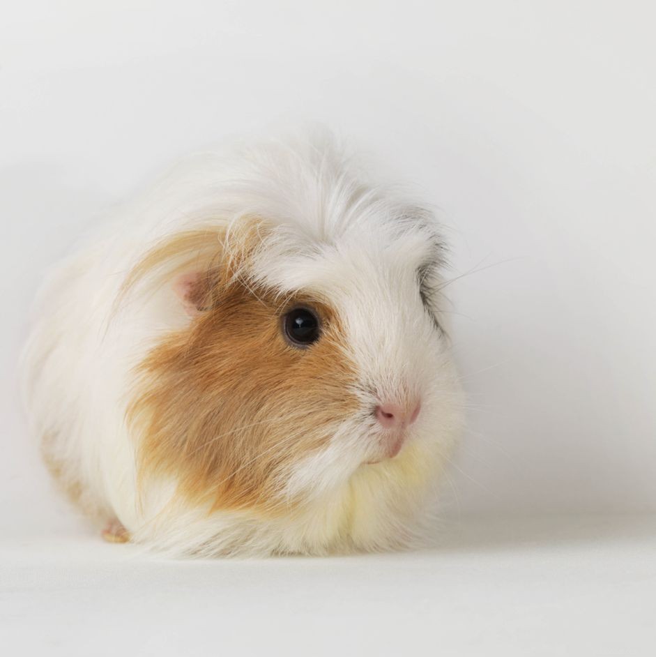 Understanding Guinea Pig Heat Cycles: Symptoms, Causes, and Veterinary Care