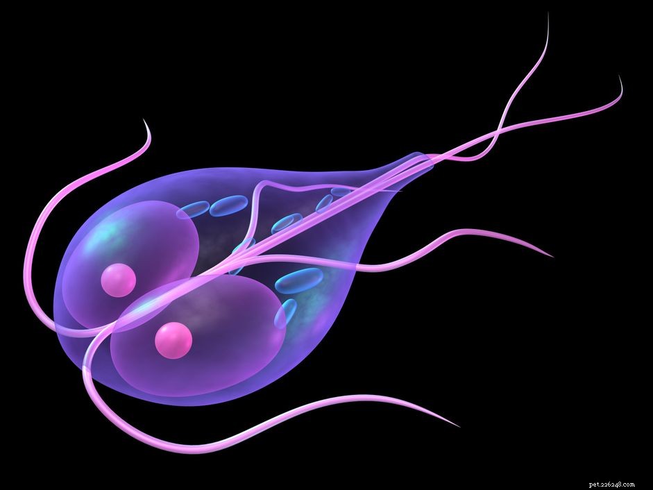 Giardia in Dogs: Recognizing Symptoms, Risks, and Prevention