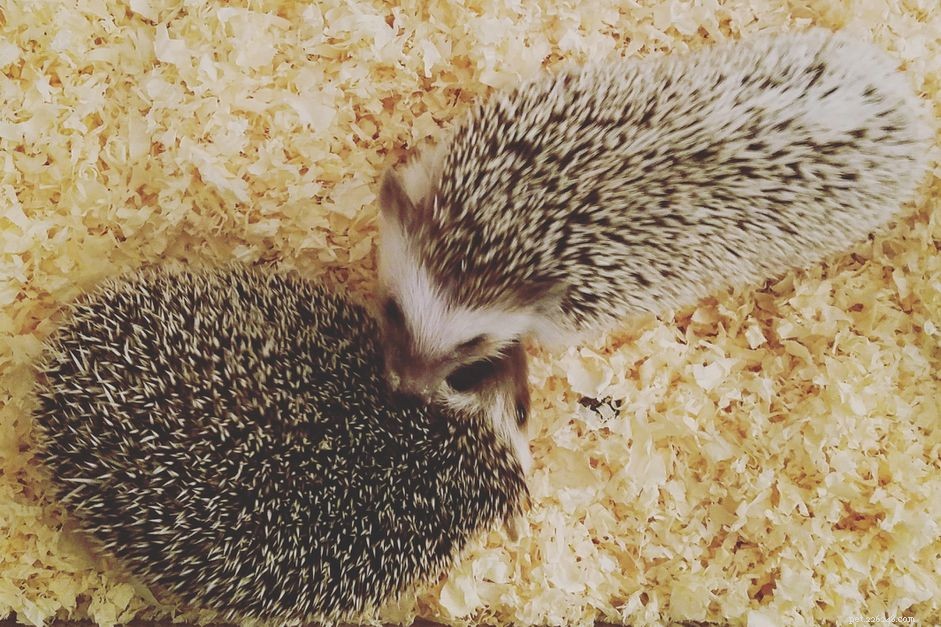 Choosing the Right Bedding for Your Hedgehog: A Comprehensive Guide