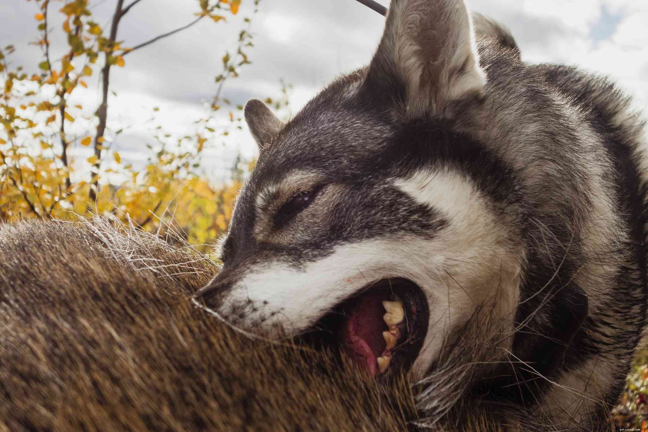 8 Myths About Rabies in Dogs: What You Must Know