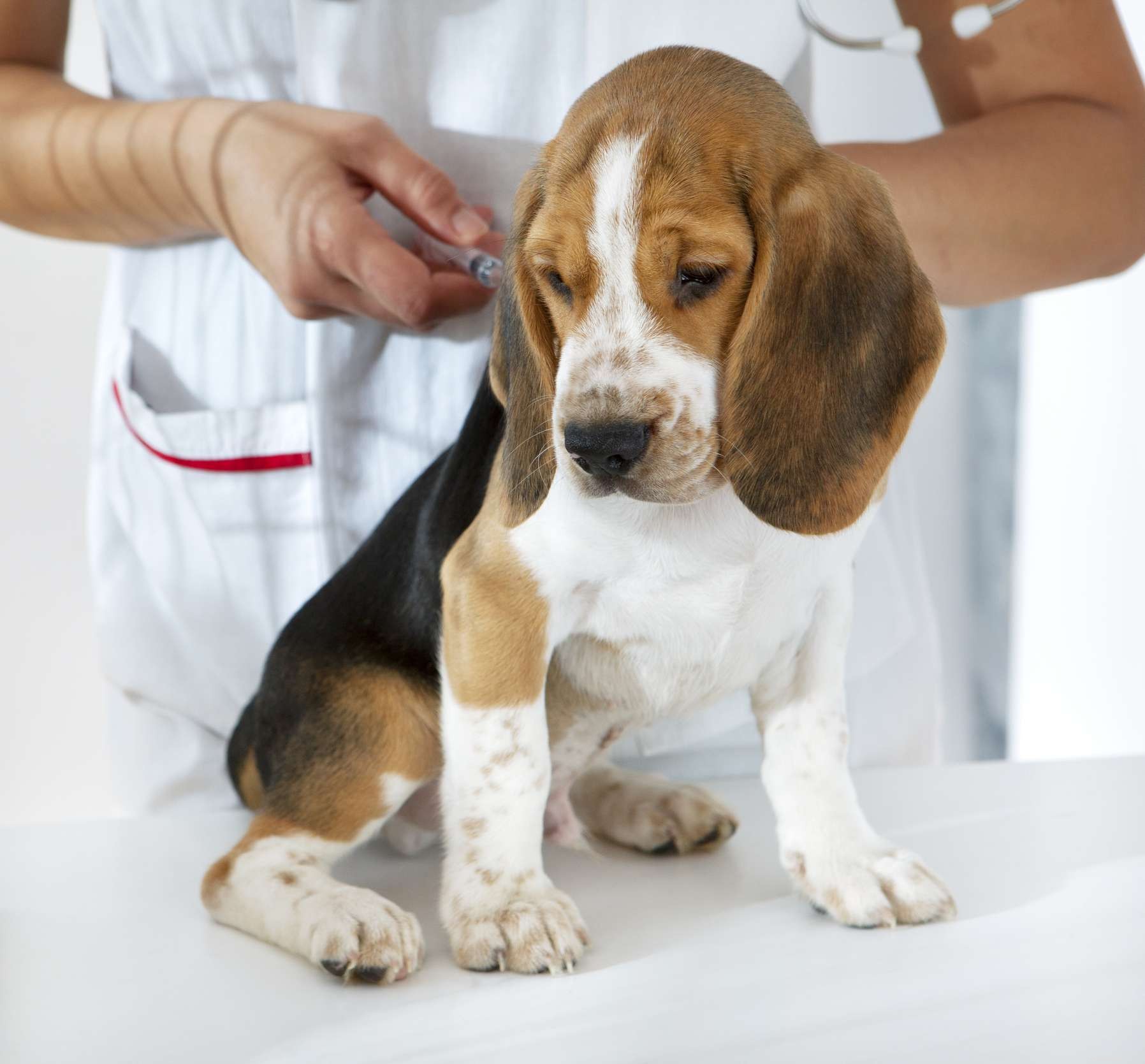 8 Myths About Rabies in Dogs: What You Must Know