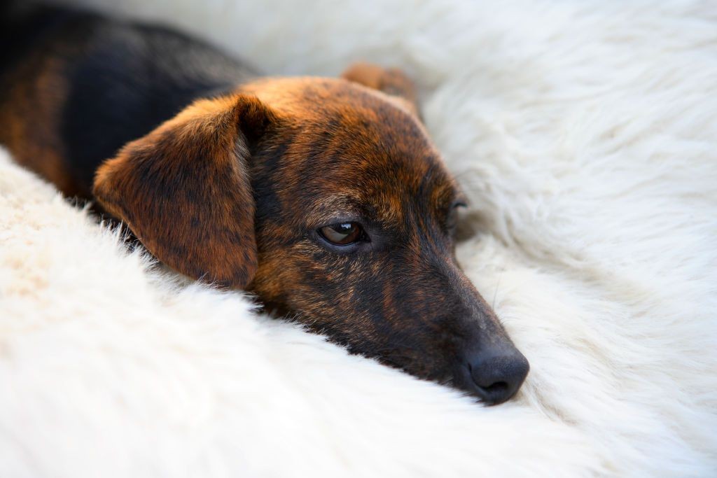 8 Myths About Rabies in Dogs: What You Must Know