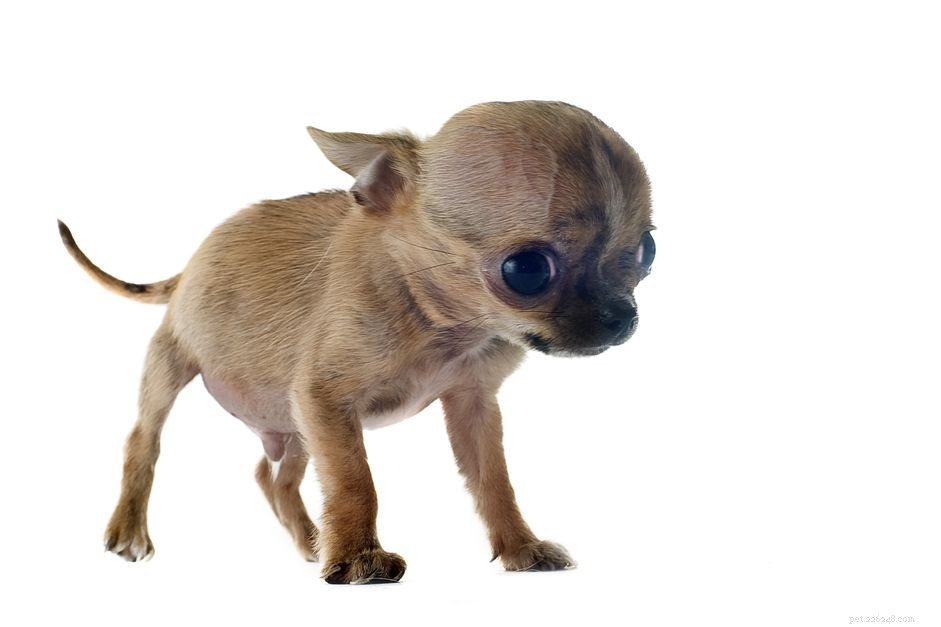 Hydrocephalus in Dogs: Causes, Symptoms, and Treatment