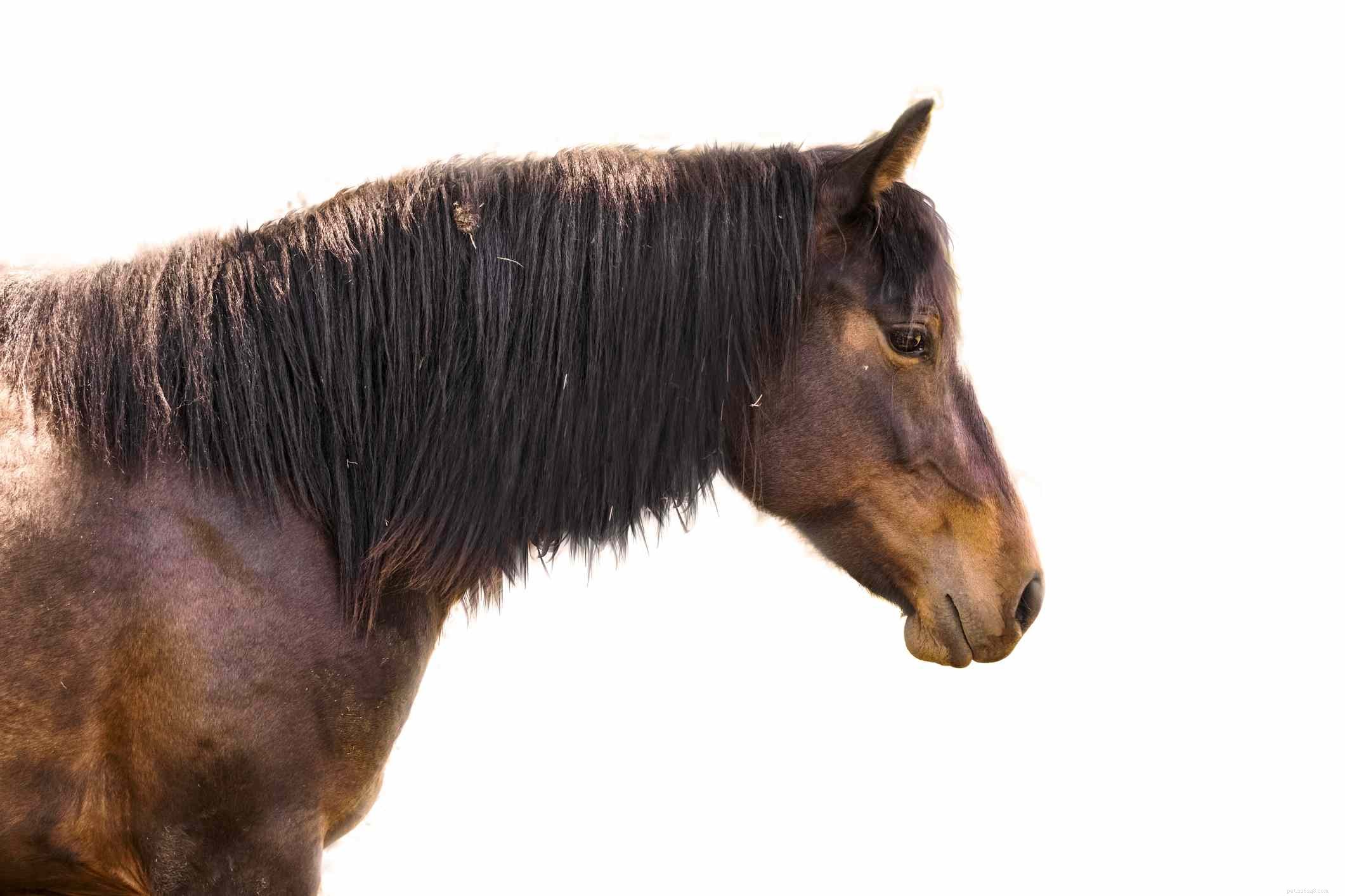 Friesian Sporthorse: Elegant & Athletic Breed Overview