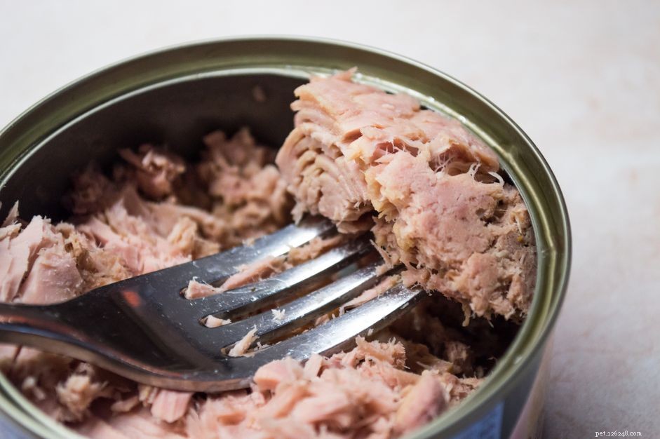 Tuna for Dogs: Safe, Benefits, and Moderation Guidelines