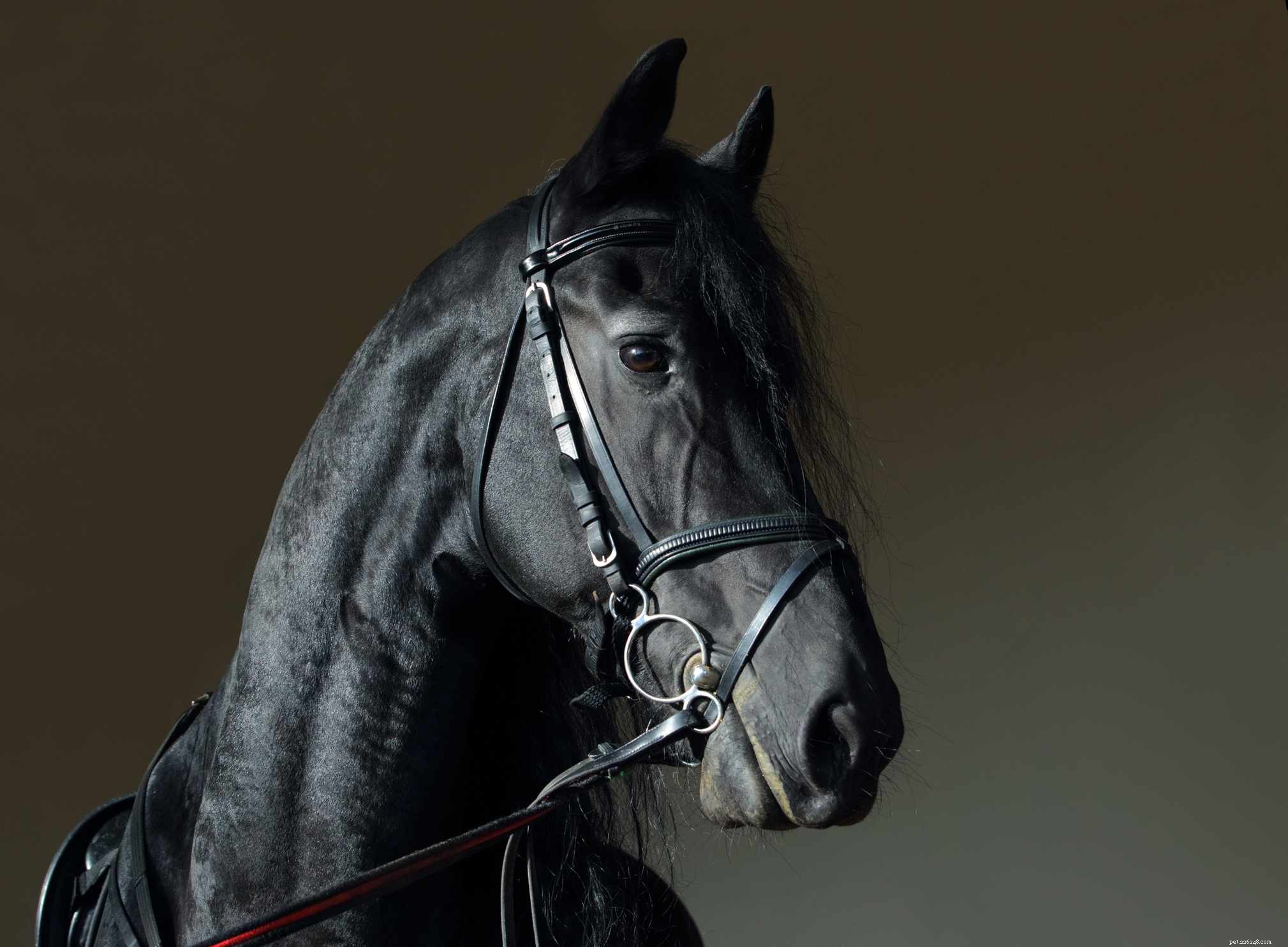 Friesian Sporthorse: Elegant & Athletic Breed Overview