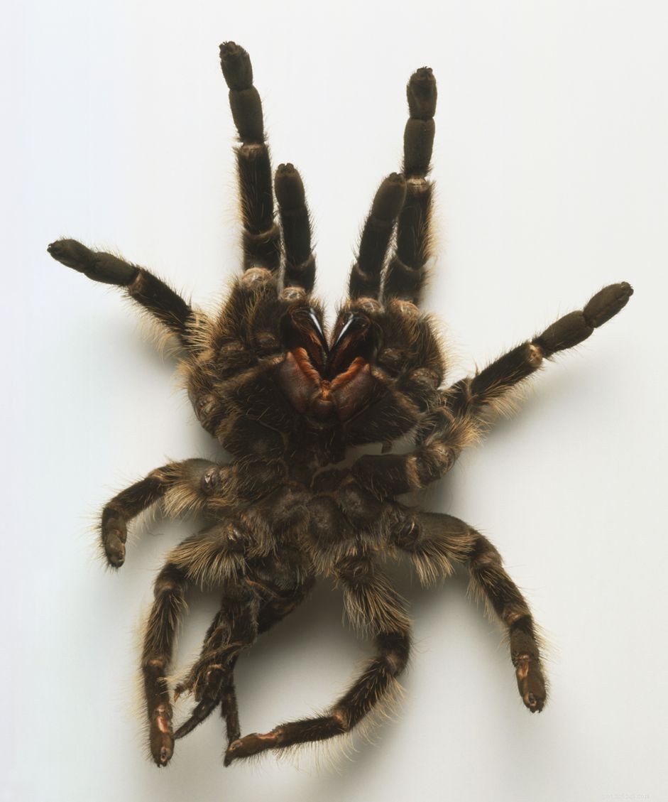 The Complete Guide to Molting Tarantulas: Care Tips & What to Expect