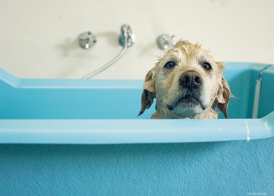 Expert Guide: Identifying and Eliminating Unexpected Dog Odors