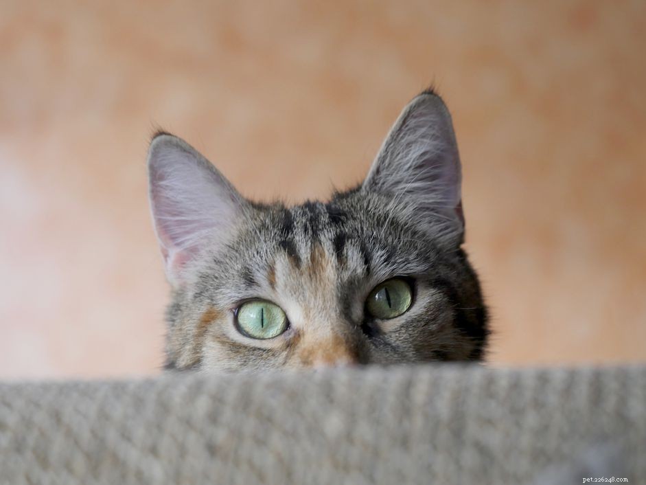 Safely Clean Your Cat’s Ears: A Step‑by‑Step Expert Guide