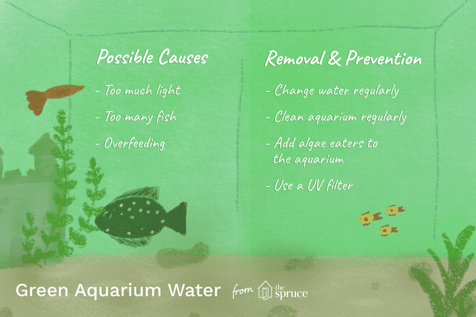 How to Identify and Remove Green Algae in Your Aquarium