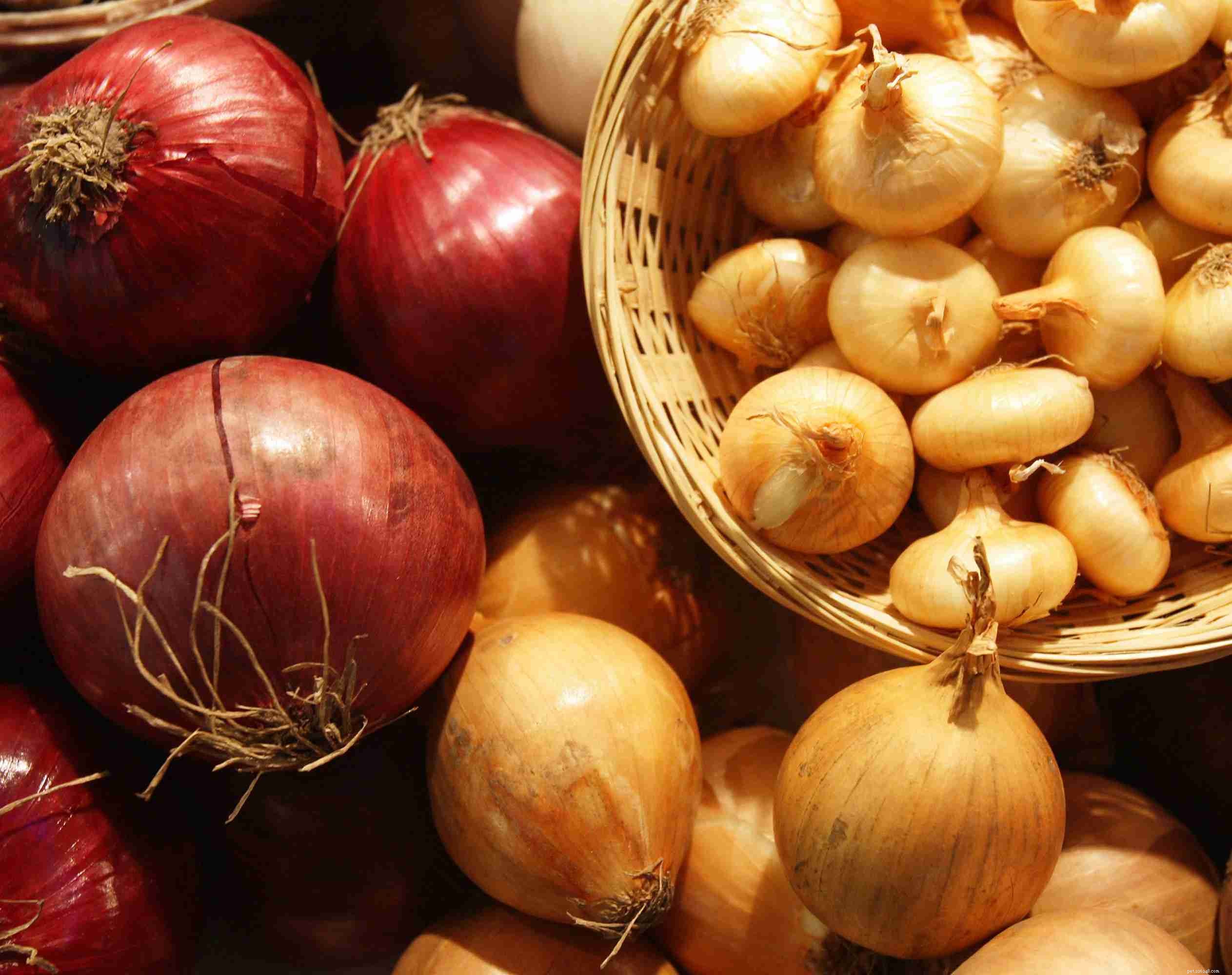 Dangerous Foods: What Never to Feed Your Dog