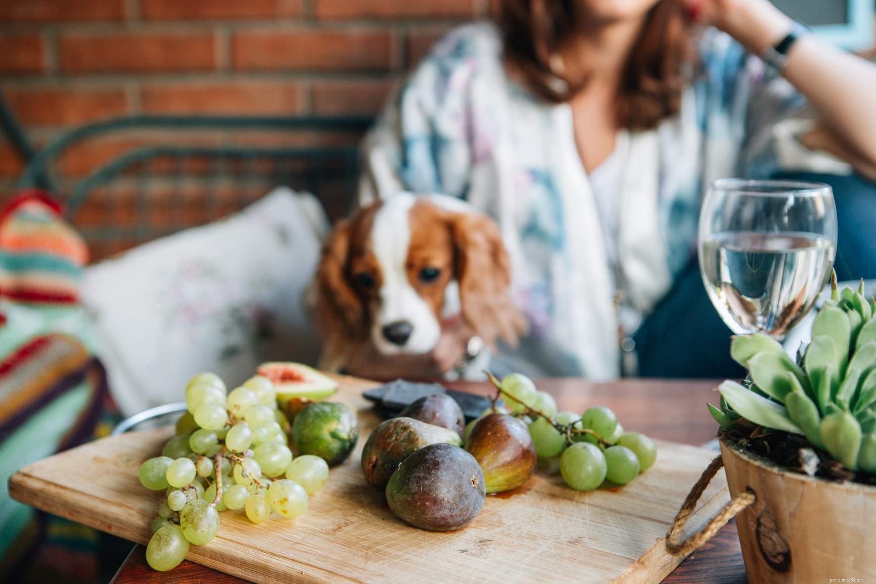 Dangerous Foods: What Never to Feed Your Dog