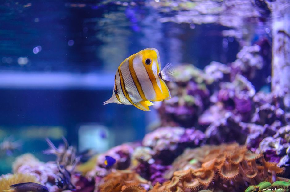 Preventing Ammonia Poisoning: Key Strategies for Saltwater Aquariums