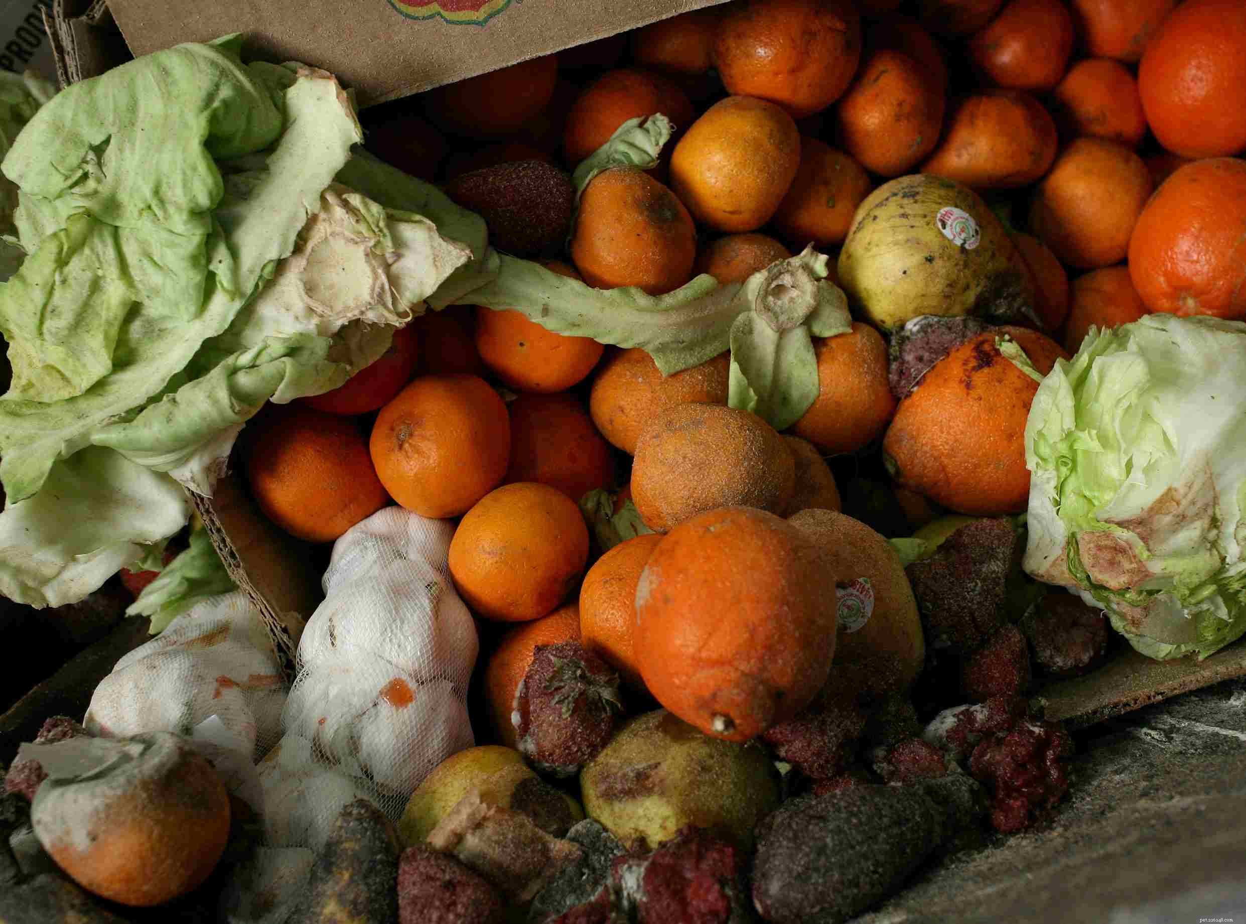 Dangerous Foods: What Never to Feed Your Dog