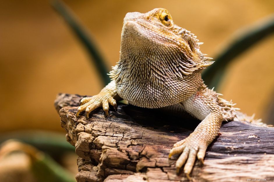 Plan Ahead: Keep Your Reptile Healthy While You Vacation
