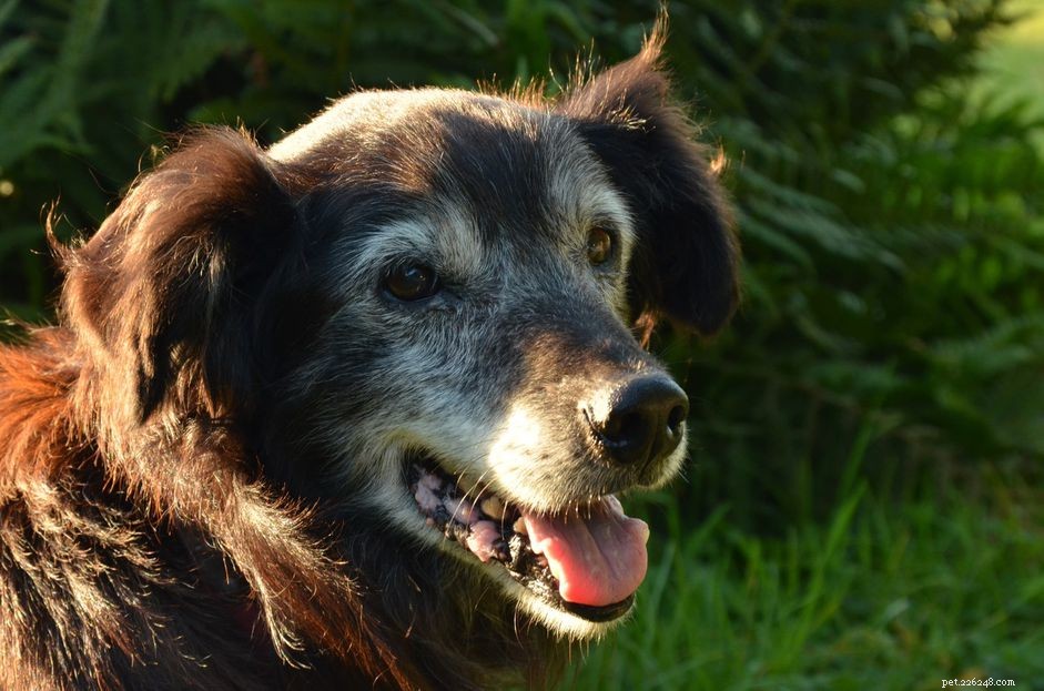 Managing Deafness in Dogs: Tips for Care and Communication