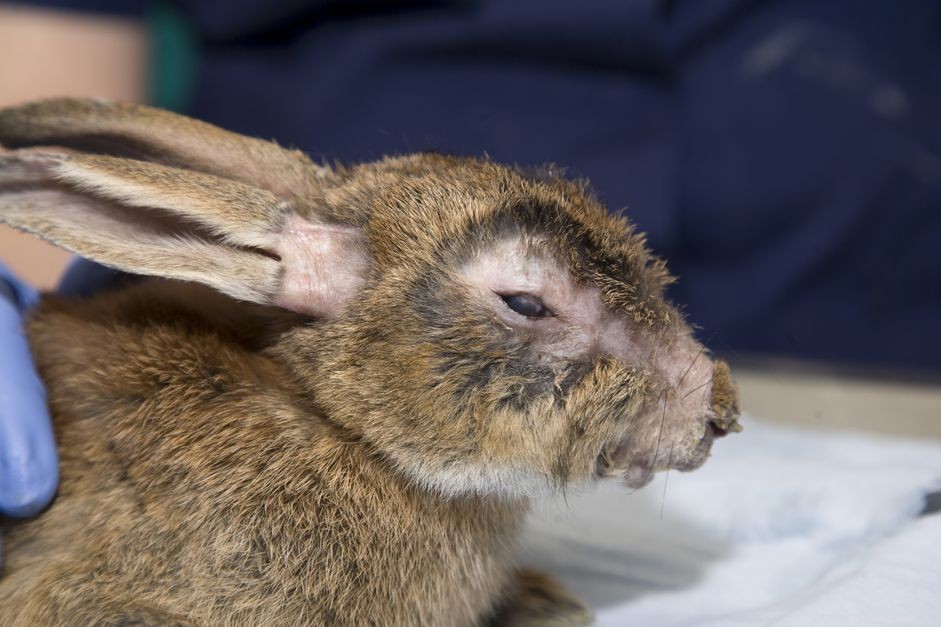 Understanding Myxomatosis: Symptoms, Diagnosis, and Care for Rabbits
