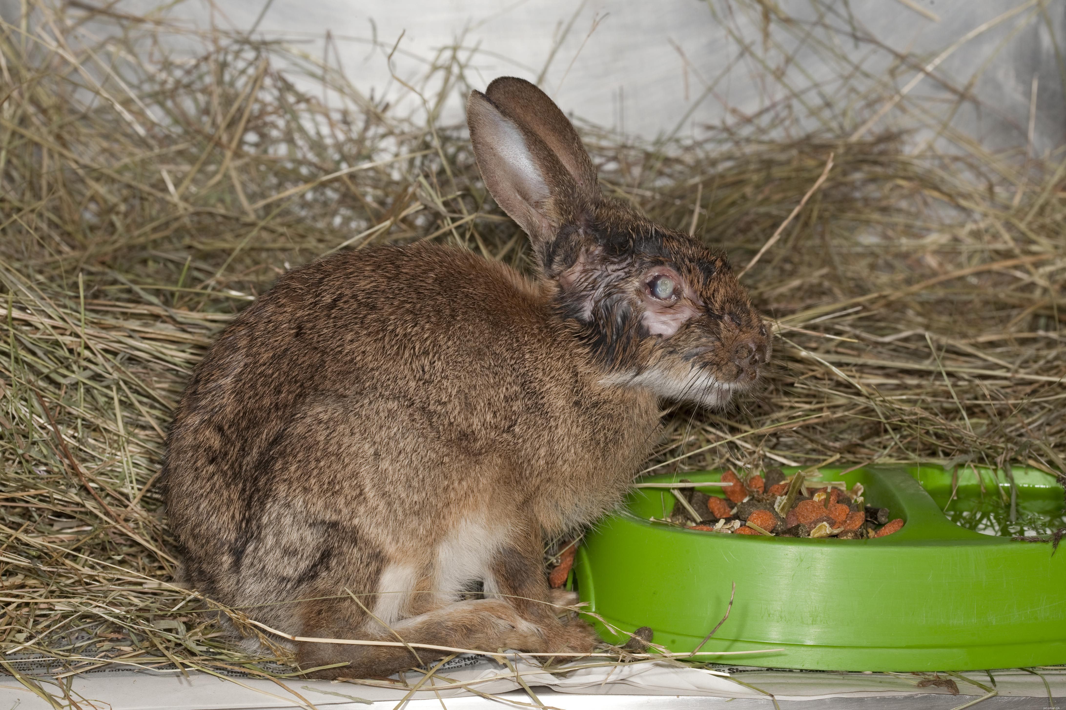 Understanding Myxomatosis: Symptoms, Diagnosis, and Care for Rabbits