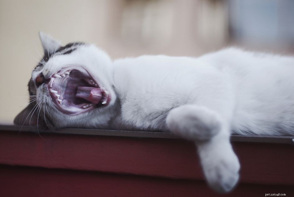 How to Effectively Examine Your Cat’s Teeth & Gums